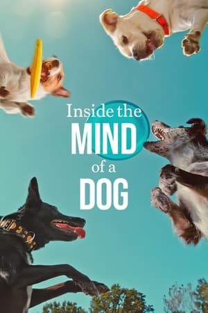 Inside the Mind of a Dog 2024 Hindi Dual Audio HDRip 1080p – 720p – 480p Movie Poster