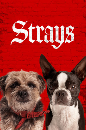 Strays (2023) Hindi Dual Audio HDRip 720p – 480p Movie Poster